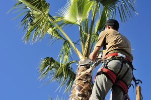 palm-tree-pruning
