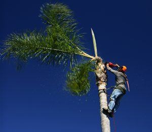palm-tree-trimming-delray-beach