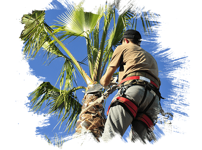 palm-tree-trimming